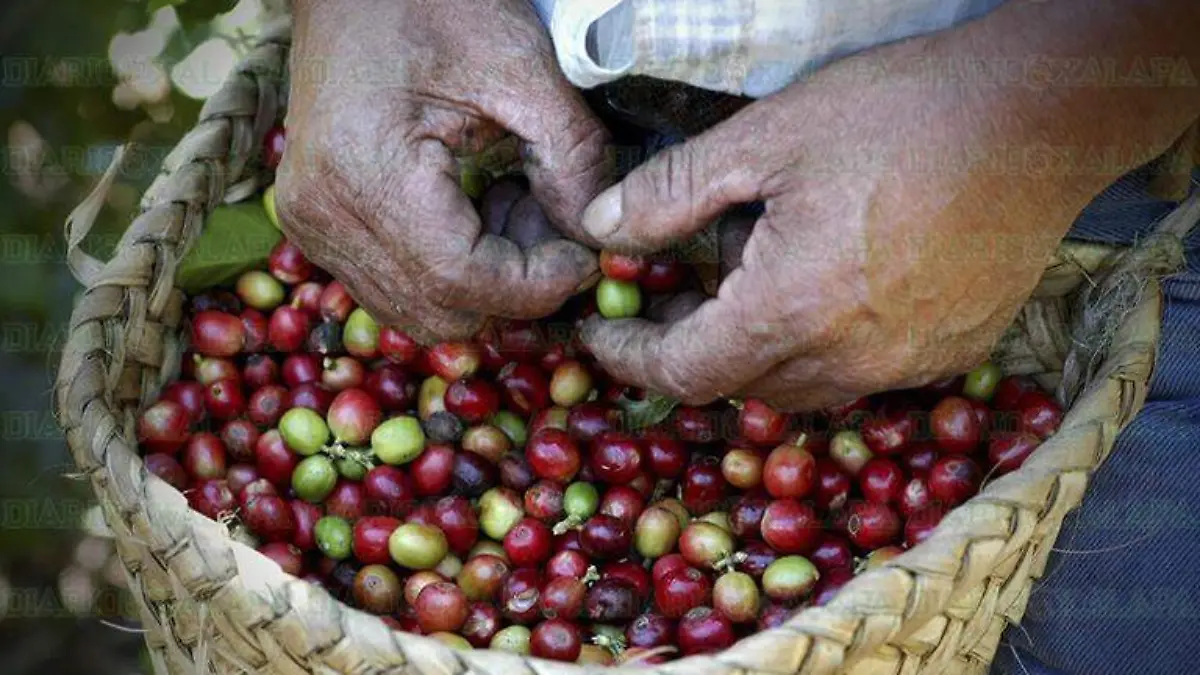 Campesino revisando su café